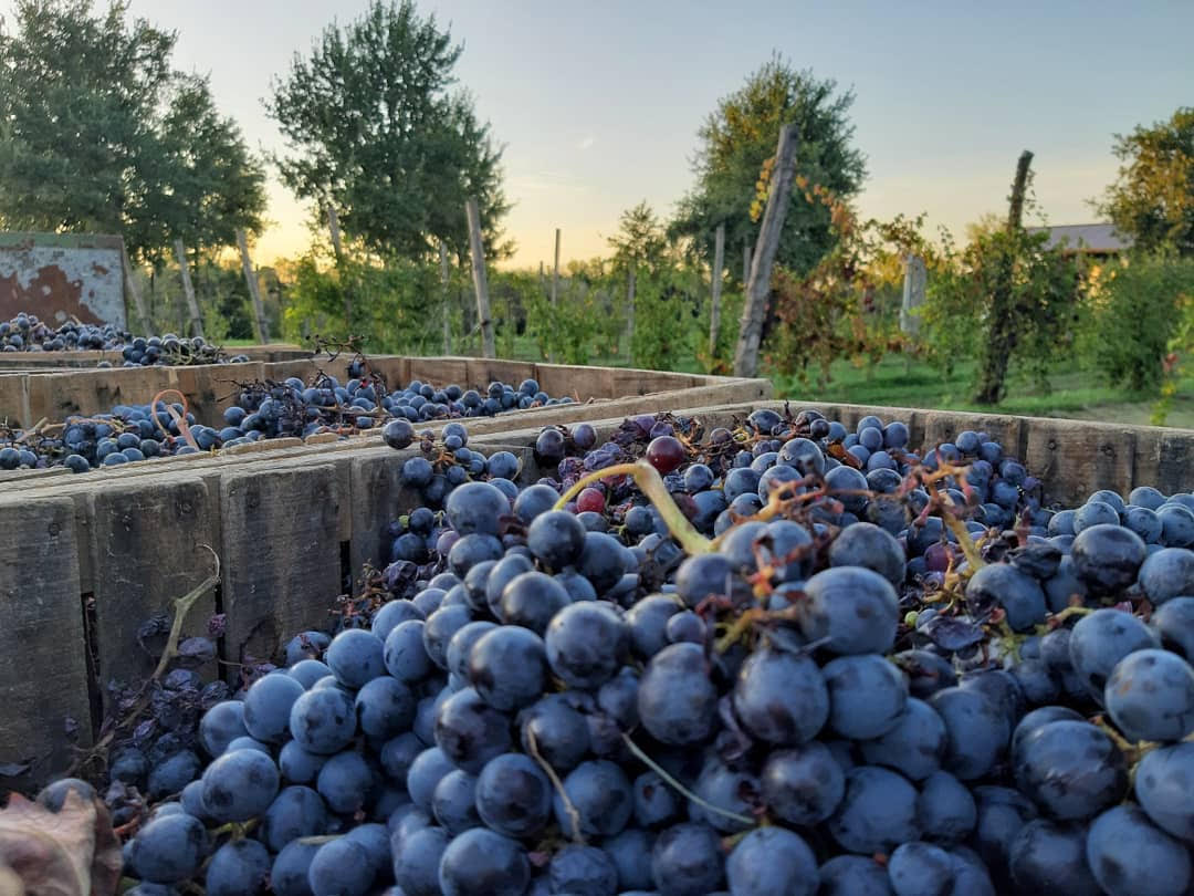 La Fattoria - Fattoria Rossi