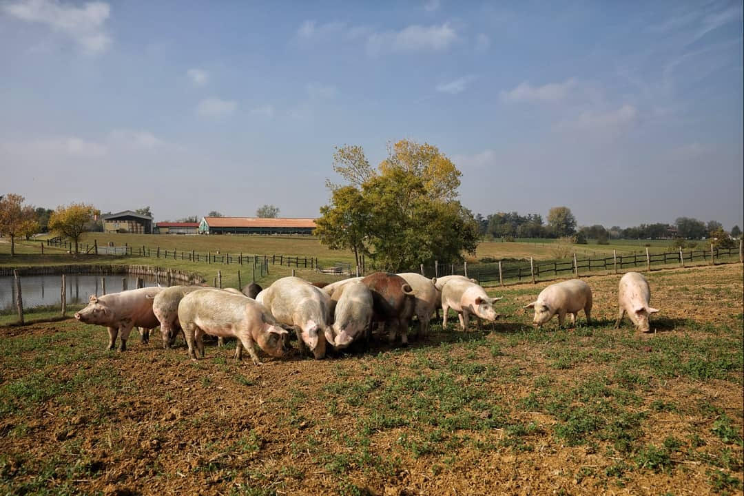 i nostri suini